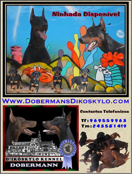 dobermann